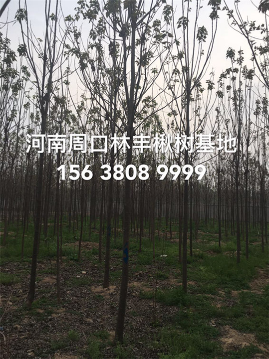 周口楸树-河南鹿邑县辛集镇楸树金丝楸树基地 