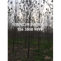 周口楸树-河南鹿邑县辛集镇楸树金丝楸树基地 