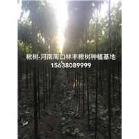 中国楸树小苗基地速生楸树小苗基地金丝楸树
