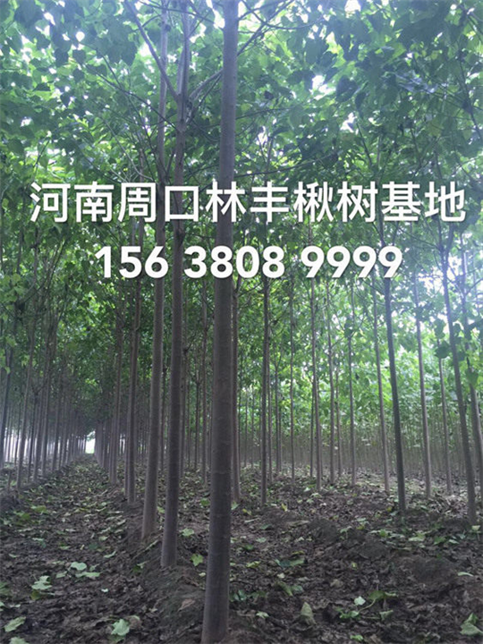 供应楸树苗 楸树价格 金丝楸树 