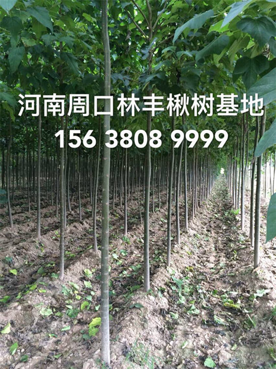 楸树图片，金丝楸树，楸树行情，楸树价格，楸树小苗 