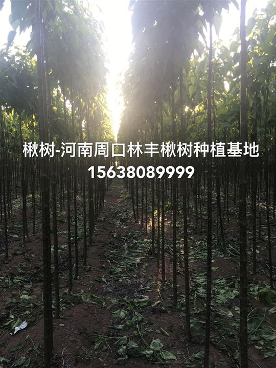 中国楸树小苗基地速生楸树小苗基地金丝楸树
