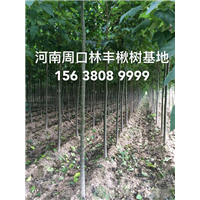 买楸树找楸树就到河南周口林丰楸树专业种植基地 