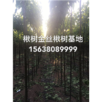 速生楸树，楸树小苗 河南楸树金丝楸树专业种植基地 