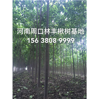 河南楸树小苗重点培育基地-周口楸树-鹿邑县辛集楸树基地 