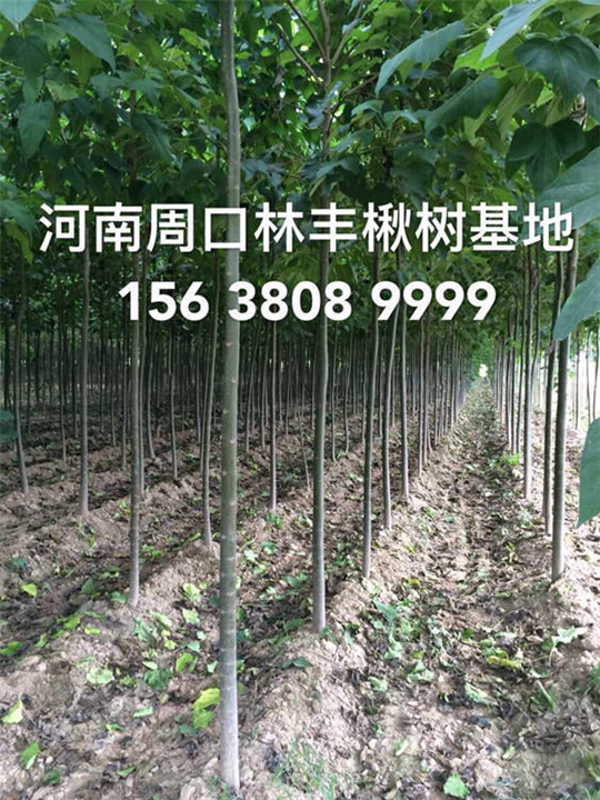 买楸树找楸树就到河南周口林丰楸树专业种植基地 