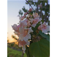 河南楸树开花