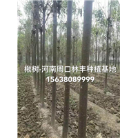 河南楸树基地  周口楸树2 