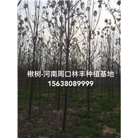 河南楸树基地  周口楸树8 