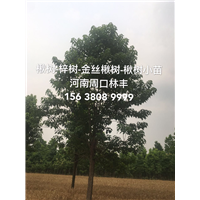 周口楸树 河南楸树 梓树楸树价格 楸树小苗 