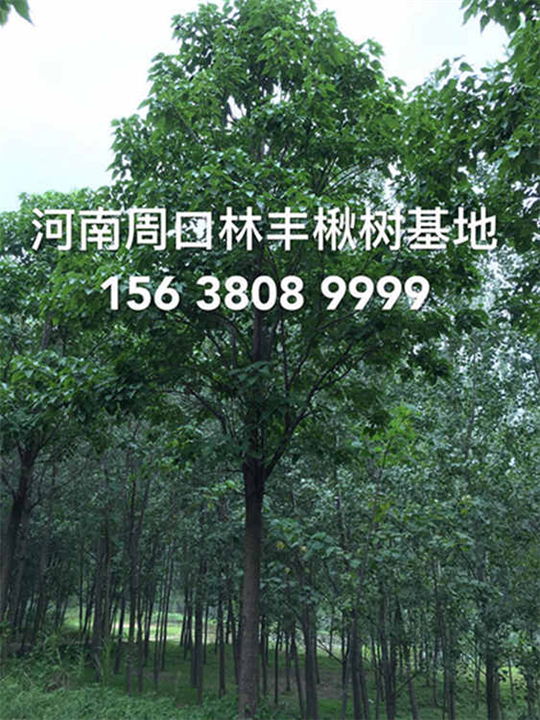 全国楸树金丝楸树楸树小苗工程**基地 