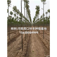**楸树之家，**楸树基地 