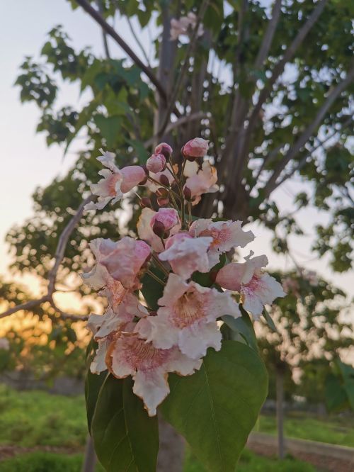 楸树开花