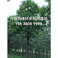 河南周口林丰楸树金丝楸树梓树基地2-30公分**楸树 