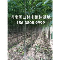 河南楸树  河南楸树基地11 