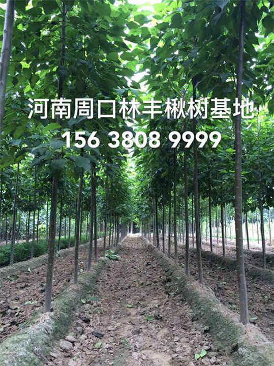 楸树-梓树-金丝楸树-楸树小苗供应热线；15638089999 