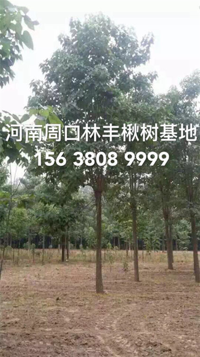 周口楸树基地-周口梓树-周口金丝楸树-周口林丰楸树基地 