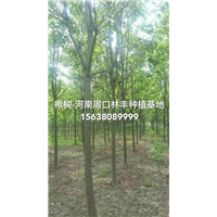 河南楸树  河南楸树基地13 