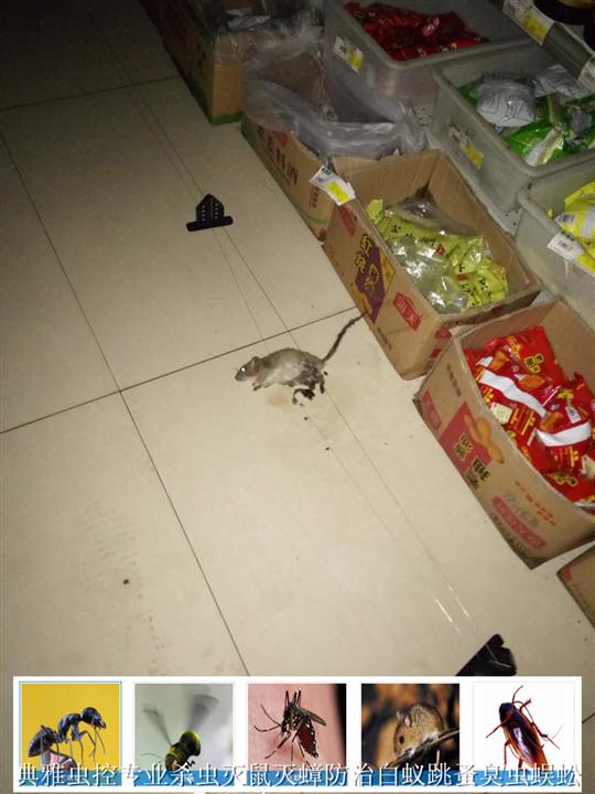 无锡灭鼠公司电话 