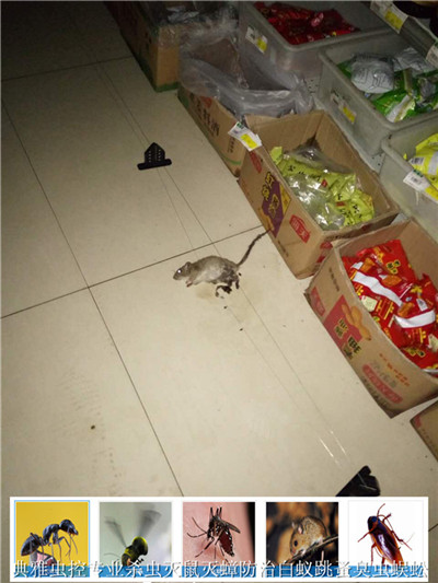 杀老鼠 