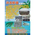 兴农虾苗-美国SIS一代 