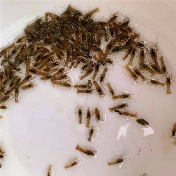 辽宁小龙虾 鱼苗批发 活体运输人工养殖 生长速度快