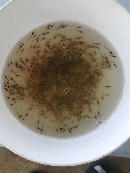江苏对虾苗养殖基地供应 澳洲淡水龙虾苗批发 澳龙苗