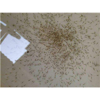 山东南美白虾苗批发 澳洲龙虾苗孵化基地 提供澳洲虾苗