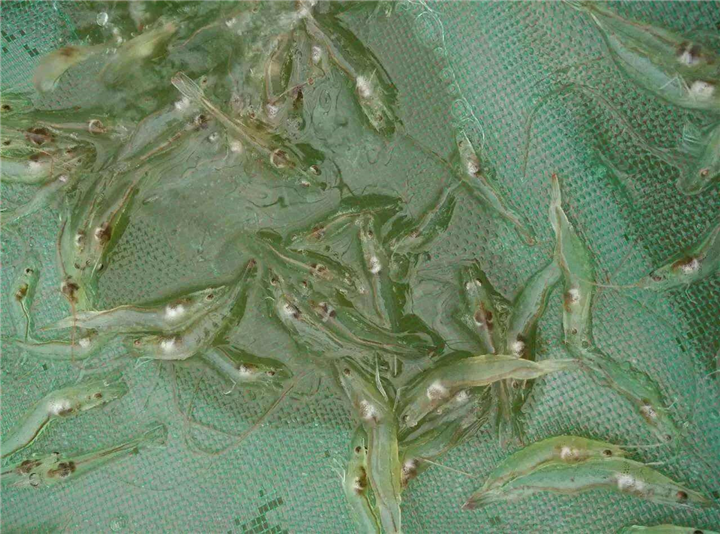 上海对虾苗基地批发 澳洲淡水龙虾苗 生长速度快
