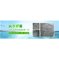 湛江南美白对虾_广东徐闻兴农水产养殖 
