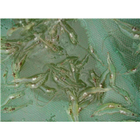 上海对虾苗基地批发 澳洲淡水龙虾苗 生长速度快