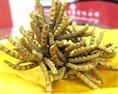 阜阳冬虫夏草回收