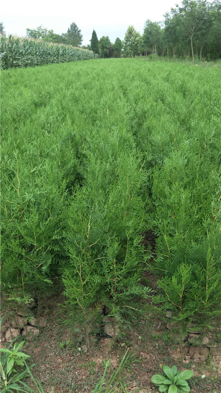 陕西优质侧柏种植-西安侧柏批发供应-西安侧柏**价格