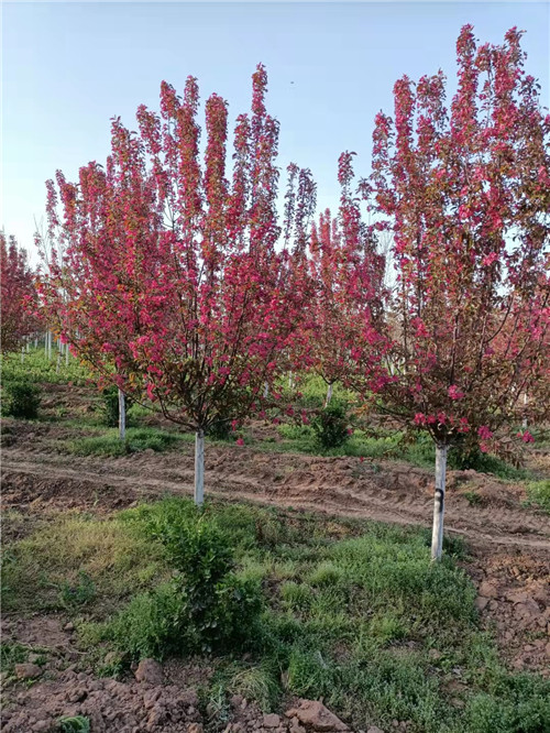 陕西西府海棠培育基地-西安西府海棠种植批发-金泉网