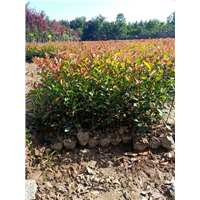 西安红叶石楠批发价格  周至红叶石楠批发基地