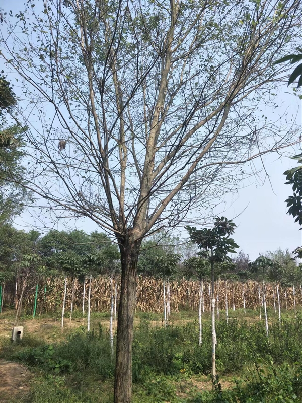 精品国槐哪家好?陕西国槐批发供应-西安国槐种植
