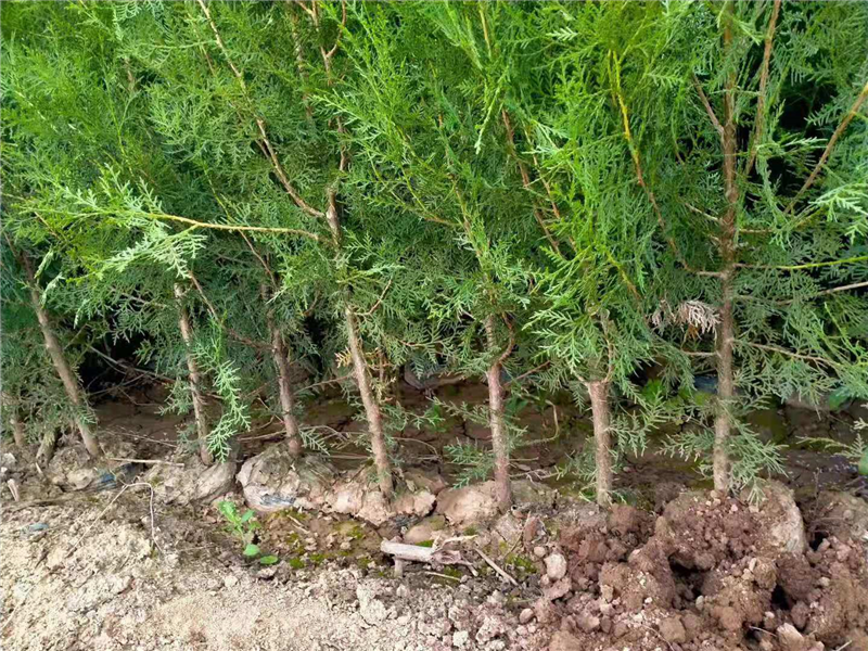 陕西侧柏大型种植基地-西安优质侧柏批发-自产自销-金泉网