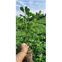 陕西海桐2年生小苗-西安海桐农户批发-周至海桐种植基地