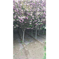 西安樱花批发基地-周至樱花苗圃直销