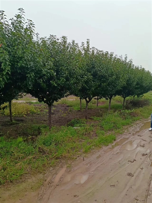 陕西樱花批发基地-西安樱花基地-规格3-20公分