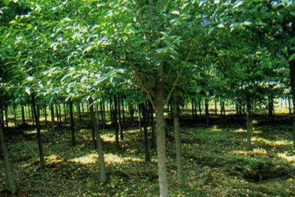 西安苗木基地西安苗木批发