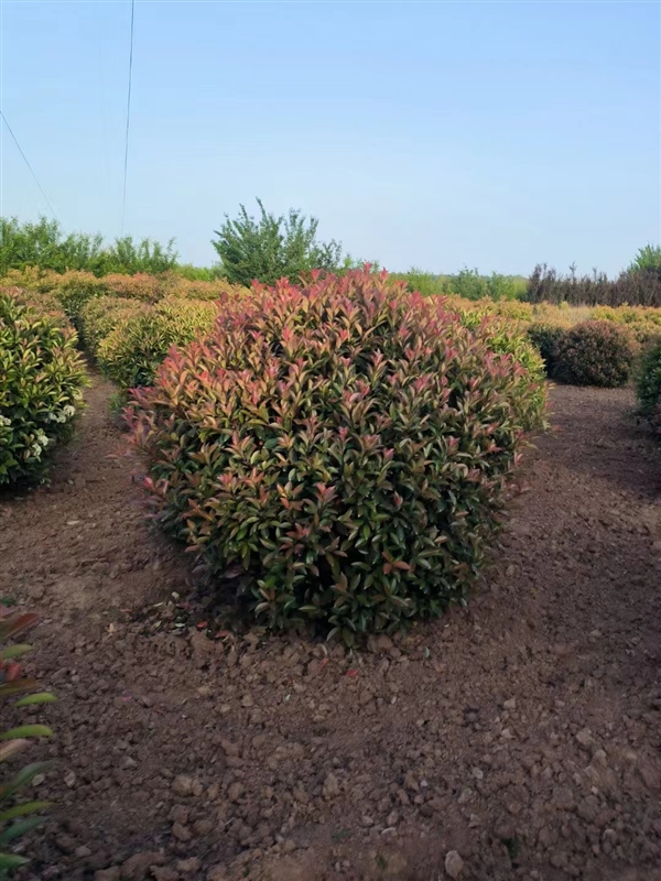 陕西大型红叶石楠球种植基地-西安批发供应