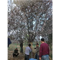 西安红叶李基地