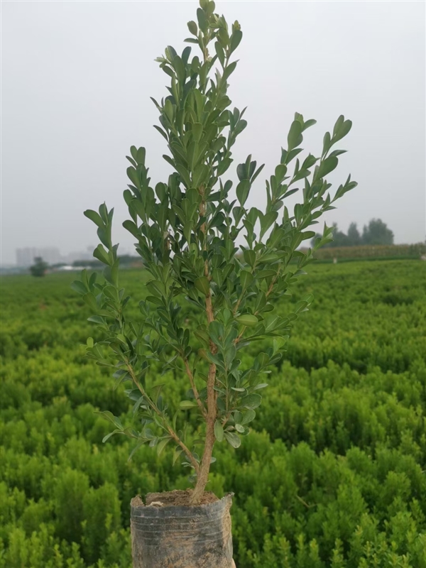 陕西小叶黄杨大型种植基地-西安小叶黄杨批发-周至小雅黄杨直销