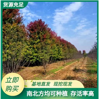 陕西美国红枫种植-西安优质美国红枫现货现发