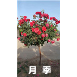 西安树桩月季批发周至树桩月季**价格
