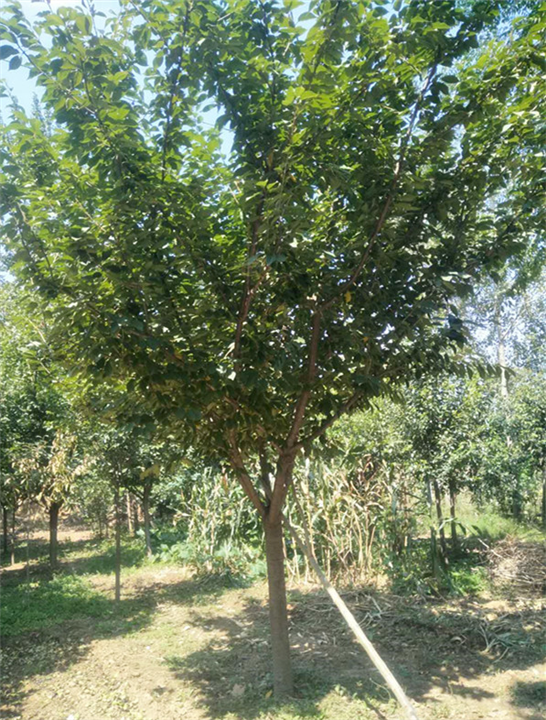 陕西樱花批发地 