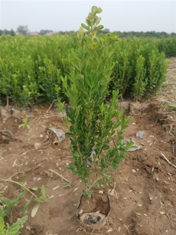 陕西优质小叶黄杨种植基地-西安小叶黄杨**供应