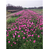 陕西芍药基地-西安芍药种植基地-周至芍药苗圃-金泉网