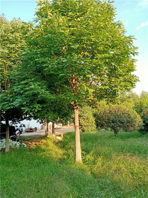 陕西七叶树种植基地-西安七叶树批发